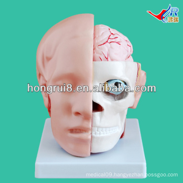 ISO Advanced Head Model with Face and Brain